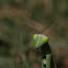 Praying Mantis