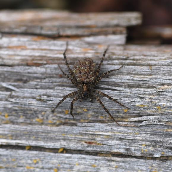 Spotting Image 1