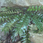 Japanese Holly Fern