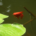 Goldfish