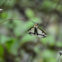 Haploa Moth