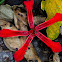 Wild Ginger