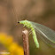 Green Lacewing