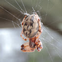 Furrow Orb Weaver Spider