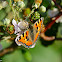 Small Tortoiseshell