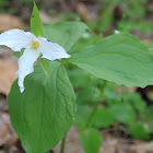 Large-Flower Trillium