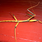 Giant Walking Stick