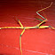 Giant Walking Stick