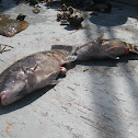 Grey Snapper