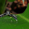 spider