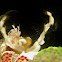 Porcelain crab