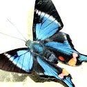 Periander Metalmark
