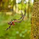 Pear-shaped Leucauge