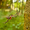 Pear-shaped Leucauge