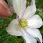Crab Spider