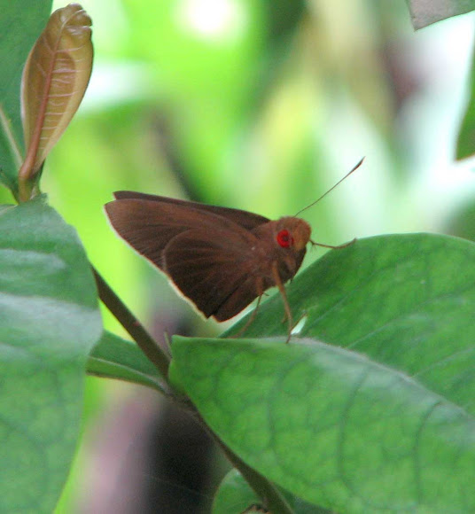 Spotting Image 1