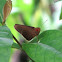 common redeye