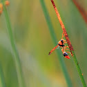 Mud Wasp