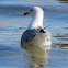 Ring billed gull