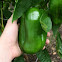 Green Bell Pepper