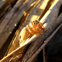 Jumping Spider