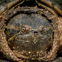 Snapping turtle