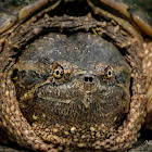 Chelydra serpentina