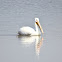 American White Pelican