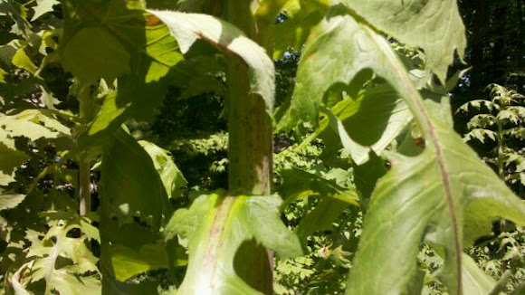 Spotting Image 1