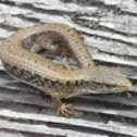 Northern Alligator lizard