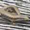 Northern Alligator lizard