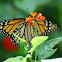 Monarch Butterfly