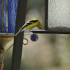 American Goldfinch
