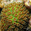 Octopus Coral