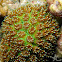 Octopus Coral