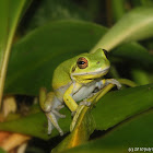 American green tree frog