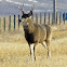 Mule Deer