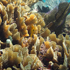 Thin Leaf Lettuce Coral