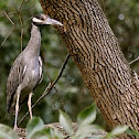 Yellow-crowned Night Heron