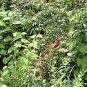 Cardinal