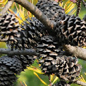 Jack Pine