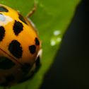 Lady Bug