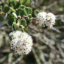 Warty-stem Ceanothus