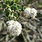 Warty-stem Ceanothus
