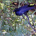 Australian Crow