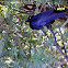 Australian Crow