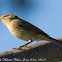 Chiffchaff