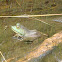 Bullfrog