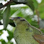 Satin Bowerbird
