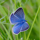 Amandus Blue